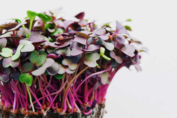 growing herbs indoors without sunlight - microgreens