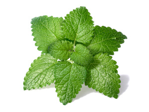 growing herbs indoors without sunlight - lemon balm